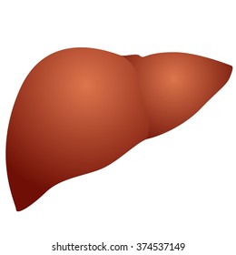 The internal organs. The illustration on a white background.
