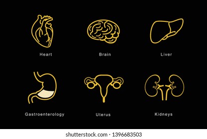 Internal organs including brain, heart, liver, spleen, kidneys, intestine, reproductive system on black background. Vector illustration