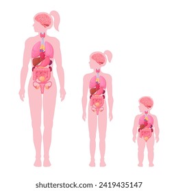 Innere Organe sind Infografiken. Weibliche innere Organe Anatomie, Frau, Mädchen und Kleinkinder Gehirn, Herz-und Fortpflanzungssystem Lage in Körper flach Vektorgrafik Set. System weiblicher Körperschaften