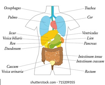 Internal organs with latin terms - schematic chart with colored organs for school use or general education - isolated vector illustration on white background.