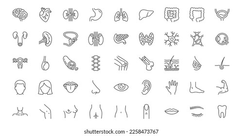 Internal organs line icons set. Brain heart, kidneys, stomach lungs, liver, intestines, adrenal gland, neuron, spleen, knee joint vector illustration. Outline signs about anatomy. Editable Stroke