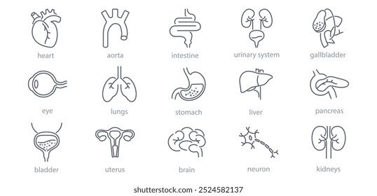 Internal organs line icons set. Liver, vessels, gallbladder, kidney, duodenum, pancreas, lungs, eye, uterus, heart, stomach, neuron vector illustration. Human anatomy. Editable Stroke