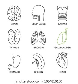 Internal organs linear icons set. Brain, esophagus, larynx, thymus, bronchi, gallbladder, stomach, spleen, heart. Thin line contour symbols. Isolated vector outline illustrations