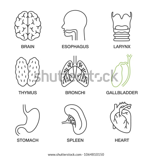 Internal Organs Linear Icons Set Brain Stock Vector (Royalty Free ...