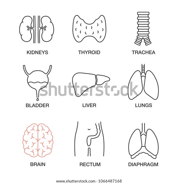 Internal\
organs linear icons set. Kidneys, thyroid, trachea, urinary\
bladder, liver, lungs, brain, rectum, diaphragm. Thin line contour\
symbols. Isolated vector outline\
illustrations