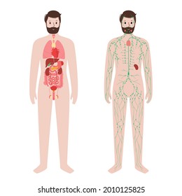Internal organs and lymphatic system in human body. Thymus, spleen and lymph nodes and ducts in male silhouette. Stomach, liver, heart, kidney, intestine and other organs. Medical vector illustration