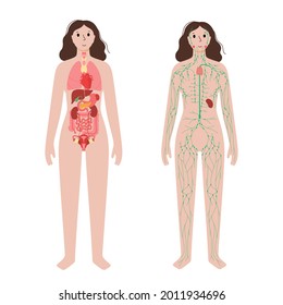 Órganos internos y sistema linfático en el cuerpo humano. Timo, bazo y ganglios linfáticos y conductos en la silueta femenina. Estómago, hígado, corazón, riñón, intestino y otros órganos. Ilustración vectorial médica