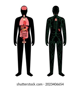 Órganos internos y sistema linfático en el cuerpo humano. Timo, bazo y ganglios linfáticos y conductos en silueta masculina. Estómago, hígado, corazón, riñón, intestino y otros órganos. Ilustración vectorial médica