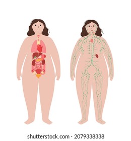 Internal organs and lymphatic system in human body. Thymus, spleen and lymph nodes and ducts in woman silhouette. Stomach, liver, heart, kidney, intestine and other organs. Medical vector illustration