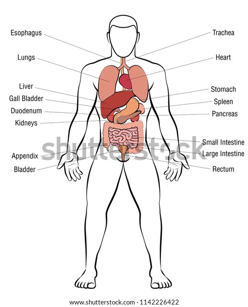 Internal Organs Male Body Schematic Human Stock Vector Royalty Free 1142226422