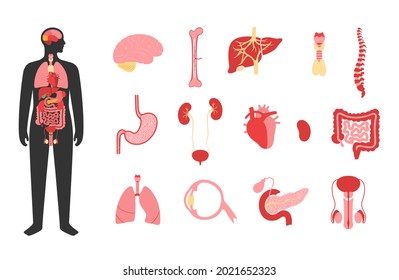 Internal organs in man body. Brain, stomach, heart, kidney, testicles and other organs icon in male silhouette. Digestive, respiratory, cardiovascular systems. Anatomy poster flat vector illustration.