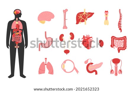 Internal organs in man body. Brain, stomach, heart, kidney, testicles and other organs icon in male silhouette. Digestive, respiratory, cardiovascular systems. Anatomy poster flat vector illustration.