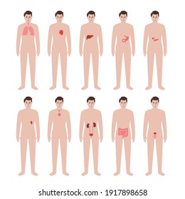Internal organs in a man body. Stomach, heart, kidney and other organs in male silhouette. Digestive, respiratory, cardiovascular and reproductive systems. Medical anatomy poster vector illustration.