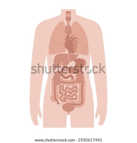 Internal organs in a man body. Stomach, heart, kidney and other medical icon of organs in male silhouette. Digestive, respiratory, cardiovascular systems. Medical anatomy poster vector illustration.