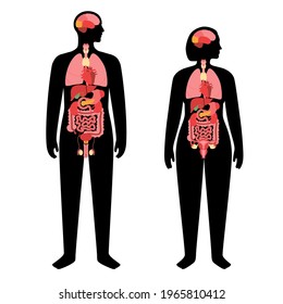 Internal organs in a man and woman body. Brain, stomach, heart, kidney, uterus and testicles in male and female silhouette. Digestive and reproductive systems. Medical anatomy flat vector illustration