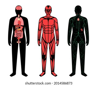 Órganos internos, sistemas musculares y linfáticos en el cuerpo humano. Estructura de grupos musculares, ganglios linfáticos y conductos en la silueta humana. Estómago, hígado, corazón e intestino. Ilustración vectorial de entrenamiento.
