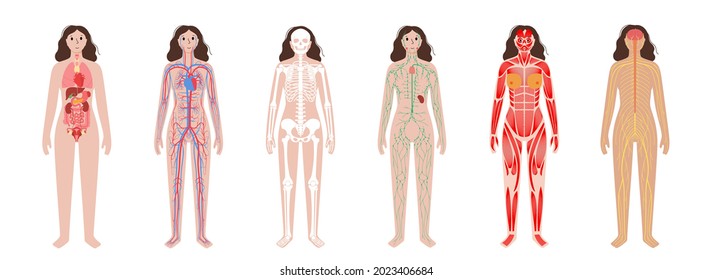 Internal organs, muscular and lymphatic systems in human body. Arterial, venous circulatory. Cerebellum brain and spinal cord. Lymph nodes and ducts. Skeletal structure anatomical vector illustration.