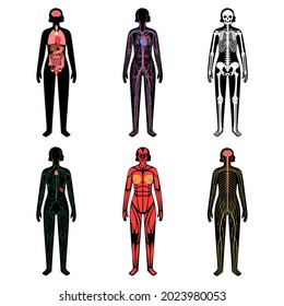 Innere Organe, Muskel- und Lymphsysteme im menschlichen Körper. Arterielle, venöse Kreislaufbildung. Hirn und Rückenmark von Cerebellum. Lymphknoten und -kanäle. Skelettstruktur anatomische Vektorgrafik.