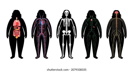 Internal organs, muscular and lymphatic systems in human body. Arterial, venous circulatory. Cerebellum brain and spinal cord. Lymph nodes and ducts. Skeletal structure anatomical vector illustration.