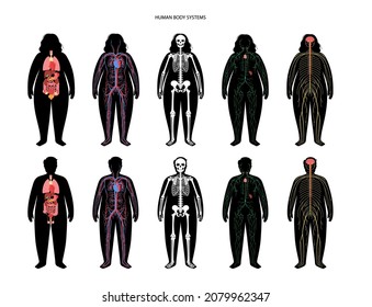 Órganos internos, sistemas musculares y linfáticos en el cuerpo humano. Circulatorio arterial venoso. Cerebello cerebral y médula espinal. Nódulos y conductos linfáticos. Estructura esquelética ilustración anatómica vectorial.