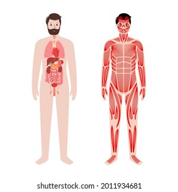 Internal organs, muscular system in human body. Structure of muscle groups and ligaments in man silhouette. Stomach, liver, heart, kidney and intestine. Workout concept. Medical vector illustration.
