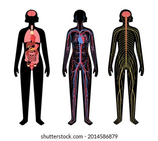 Internal organs, nervous and circulatory system in human body. Network of nerves CNS and PNS. Arterial and venous blood. Cerebellum brain and spinal cord. Stomach, liver, heart, vector illustration.