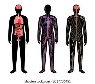 Internal organs, nervous and circulatory system in human body. Network of nerves CNS and PNS. Arterial and venous blood. Cerebellum brain and spinal cord. Stomach, liver, heart, vector illustration.