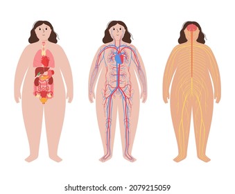 Internal organs, nervous and circulatory system in human body. Network of nerves CNS and PNS. Arterial and venous blood. Cerebellum brain and spinal cord. Stomach, liver, heart, vector illustration.