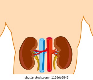 Internal organs of the person of the bud in tele