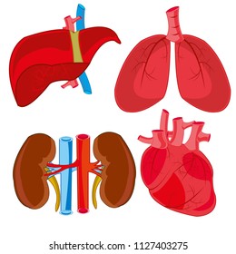 Internal organs of the person of the bud,liver,heart and light