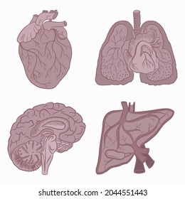 Internal organs of a person with a circulatory system. Vector illustration of heart, brain, lungs and liver. Isolated elements on a white background.