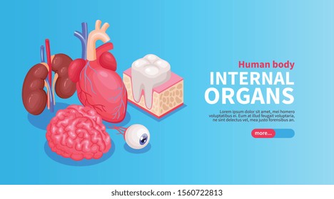 Internal organs poster with heart and eye and kidneys isometric vector illustration