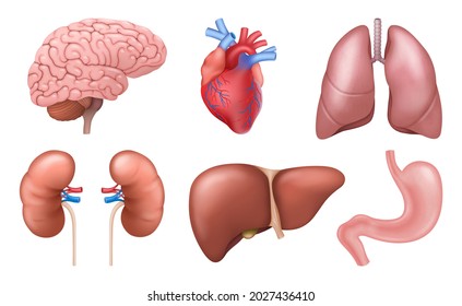 Internal organs. Realistic human body anatomy elements, brain heart kidneys liver lungs stomach. Medicine, diagnostics and anatomy concept. 3d vector illustration