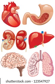 internal organs set