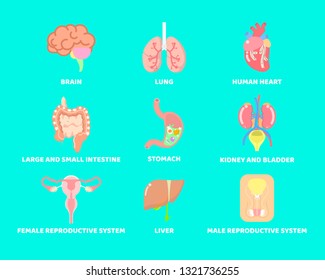 internal organs set anatomy system body part with brain,lung,heart,intestine,stomach,kidney and bladder, male and female reproductive, liver, vector illustration cartoon flat  design clip art