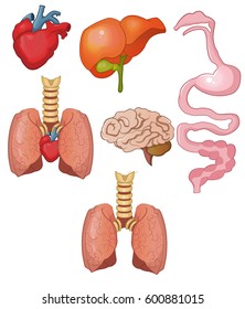 Internal organs set, heart, lungs, digestive organs, stomach, intestines, rectum, brain. Vector cartoon illustration