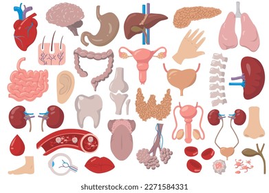 Internal organs set icons concept without people scene in the flat cartoon design. Pictures of all human organs for studying anatomy. Vector illustration.