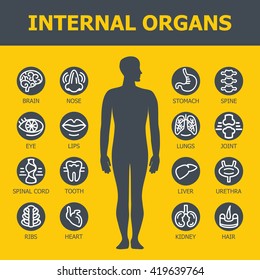 Internal organs set. Medical infographic icons, human organs, body anatomy. Vector icons of internal human organs Flat design. Internal organs icons. Internal organs icons art.