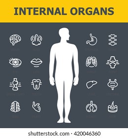Internal organs set. Medical infographic icons, human organs, body anatomy. Vector icons of internal human organs Flat design. Internal organs icons. Internal organs icons art.