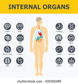 Internal organs set. Medical infographic icons, human organs, body anatomy. Vector icons of internal human organs Flat design. Internal organs icons. Internal organs icons art.