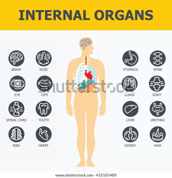 Internal Organs Set Medical Infographic Icons Stock Vektor Royaltyfri