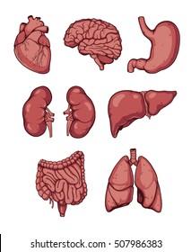 Internal organs. Set. Vector illustration