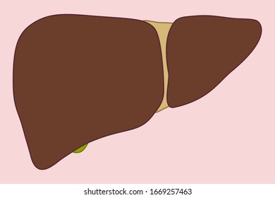 Internal organs, sick human liver, flat style, vector, liver icon