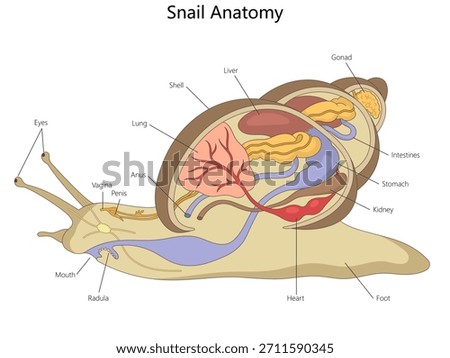 internal organs of a snail, including reproductive, respiratory, digestive, and circulatory systems diagram hand drawn schematic vector. Science educational illustration