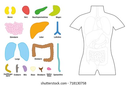 Internal organs template for educational use - inner organs to be cut out and to be colored - GERMAN LABELING! - vector illustration on white background.