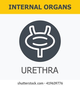 Internal organs - urethra. Family and a healthy lifestyle. Medical infographic icons, human organs, body anatomy. Vector icons of internal human organs Flat design. Internal organs icons.