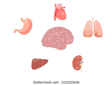  Internal organs vector design. Brain, liver, stomach, lungs, heart, kindney