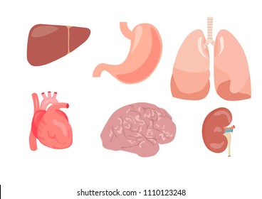  Internal organs vector design. Brain, liver, stomach, lungs, heart, kindney