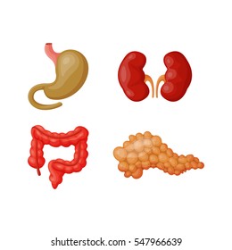 Internal organs vector illustration.