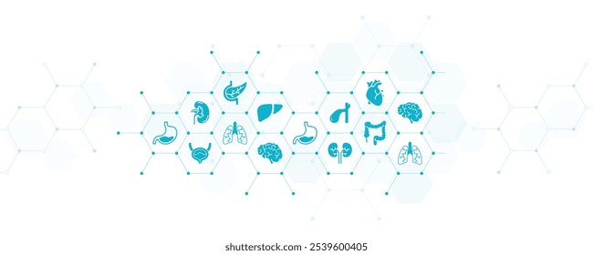 Vektorgrafik der inneren Organe. Konzept mit verbundenen Ikonen in Bezug auf Anatomie, menschlichen Körper, Medizin, Organbiologie, Gesundheitswesen.